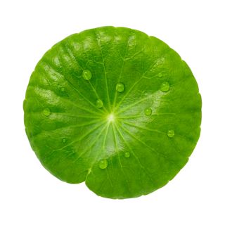 Centella Asiatica Extract 